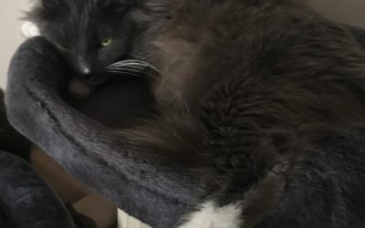 Why Do I Have a Blog?